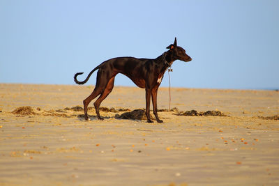 Side view of horse on beach