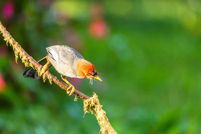 Close-up of butterfly perching on branch