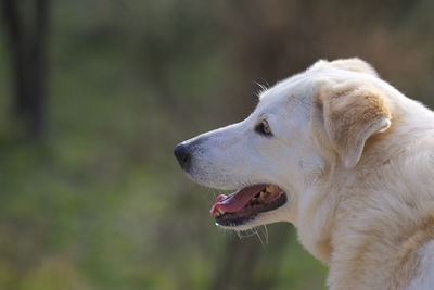 Close-up of a dog looking away