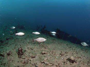 View of fishes swimming in sea