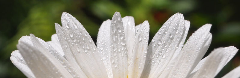 Close-up of wet white flowering plant