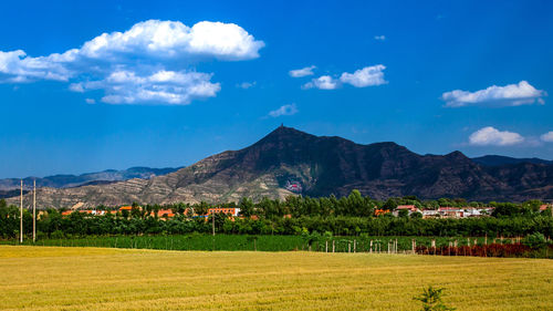 Scenic view of field against sky