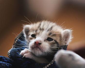 Close-up of cute kitten