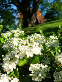 Close-up of white flowers