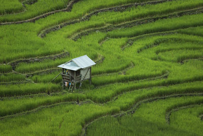 Scenic view of rice field