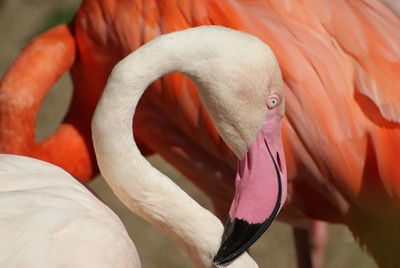 Beige pink flamingo close-up