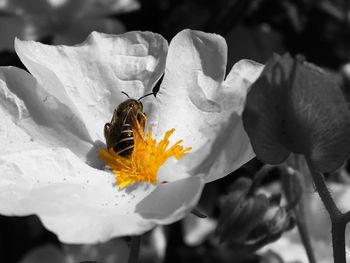 Close-up of bee on white flower