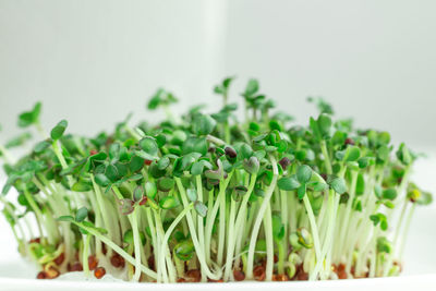 Close-up of plants against white background