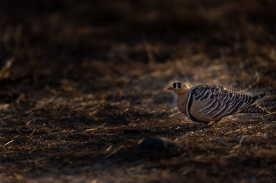 Close-up of a bird on land