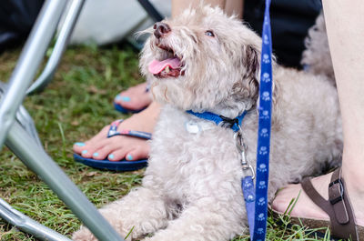 Close-up of dog sitting outdoors