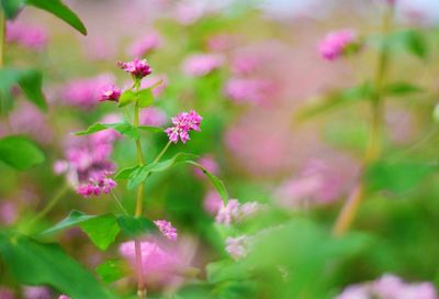 Close-up of pink flowering plant