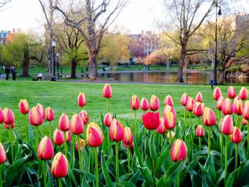 Pink flowers blooming on field