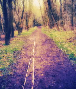 Road amidst trees in forest