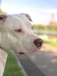 Close-up of a dog looking away