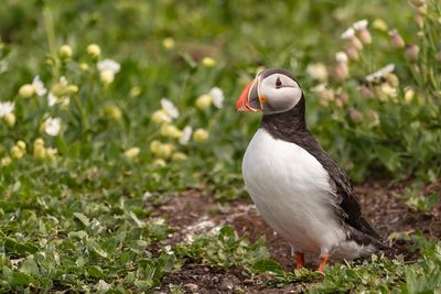 Close-up of a standing puffin 