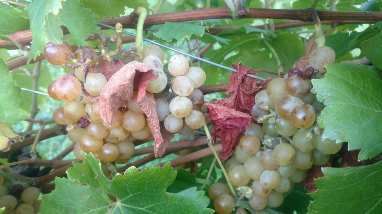 CLOSE-UP OF GRAPES ON TREE