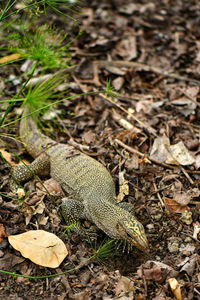 High angle view of lizard on field