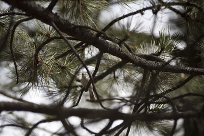 Close-up of tree branches