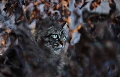 Close-up portrait of cat