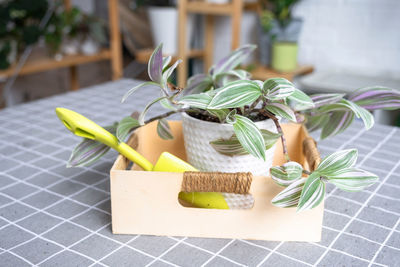 plant