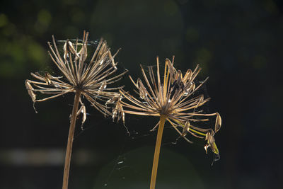 Close-up of dry dandelion seeds