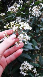 Close-up of hand holding flowers