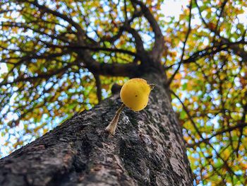 Low angle view of yellow fruit on tree trunk