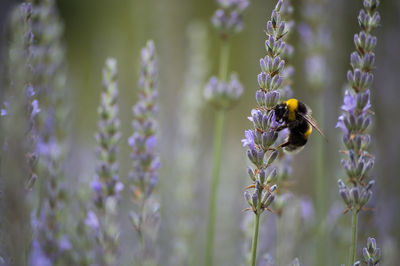 Bee pollinating on purple flowering plant lavender
