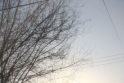 Bare trees against sky