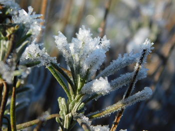 Close-up of frozen plant