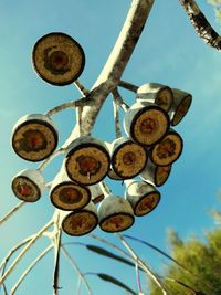 Close-up of pods against sky