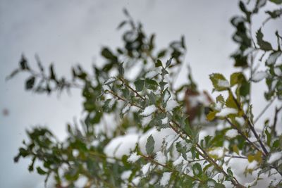 Close-up of frozen plant during winter