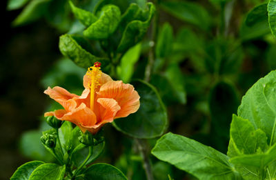 Close-up of orange flowers