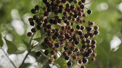 Close-up of berries growing on tree