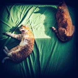 Directly above view of ginger cats sleeping on bed at home