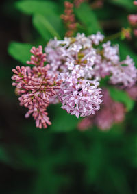 Close-up of pink cherry blossoms