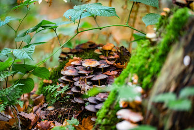 Close-up of mushrooms growing on field