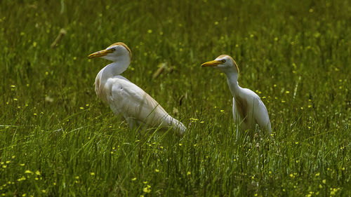 Ducks on a field