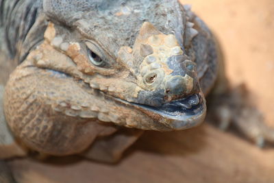 Close-up of lizard