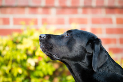 Close-up of dog