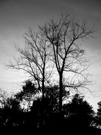 Low angle view of silhouette bare tree against sky