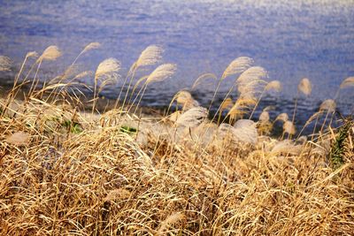 Close-up of plants growing on land