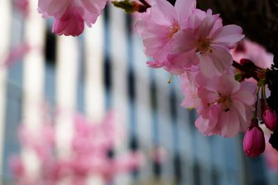 Close-up of pink cherry blossom