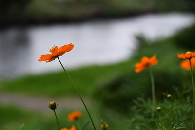 Close-up of orange flowering plant