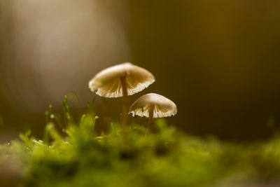 Close-up of mushroom growing outdoors