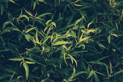 Full frame shot of fresh green plants