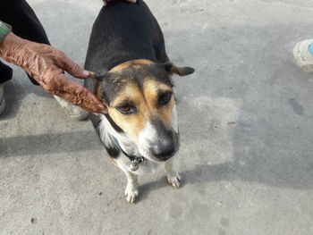 High angle view of dog on street