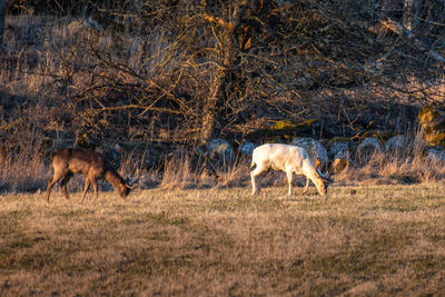 Horse grazing on field