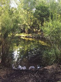 Scenic view of lake in forest