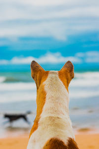 Close-up of a dog on beach